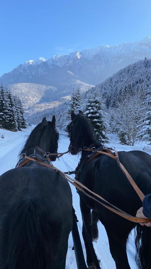 Vila Popasul Craiului Zărneşti Exteriér fotografie